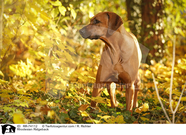 Rhodesian Ridgeback / Rhodesian Ridgeback / RR-74112