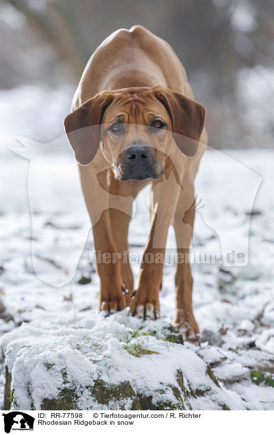 Rhodesian Ridgeback im Schnee / Rhodesian Ridgeback in snow / RR-77598