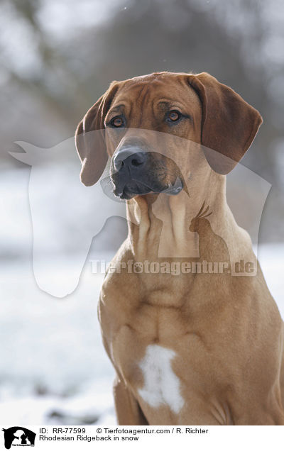 Rhodesian Ridgeback im Schnee / Rhodesian Ridgeback in snow / RR-77599