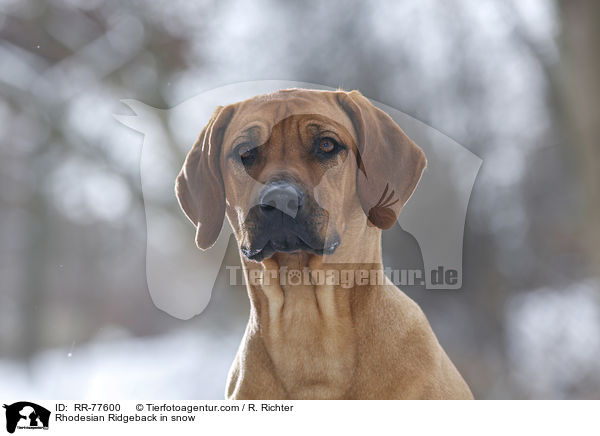 Rhodesian Ridgeback im Schnee / Rhodesian Ridgeback in snow / RR-77600