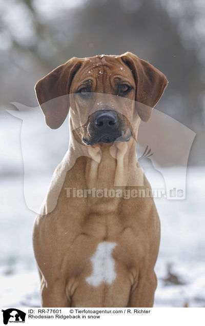 Rhodesian Ridgeback im Schnee / Rhodesian Ridgeback in snow / RR-77601