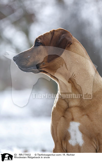 Rhodesian Ridgeback im Schnee / Rhodesian Ridgeback in snow / RR-77602