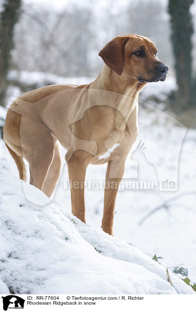 Rhodesian Ridgeback im Schnee / Rhodesian Ridgeback in snow / RR-77604