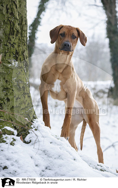 Rhodesian Ridgeback im Schnee / Rhodesian Ridgeback in snow / RR-77608