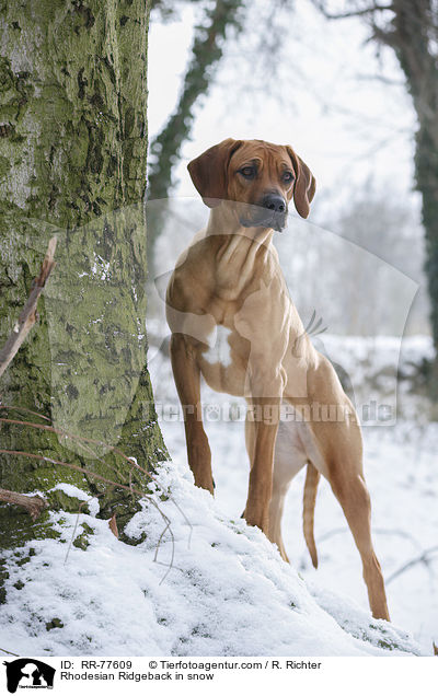 Rhodesian Ridgeback im Schnee / Rhodesian Ridgeback in snow / RR-77609