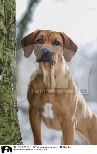 Rhodesian Ridgeback im Schnee / Rhodesian Ridgeback in snow / RR-77611