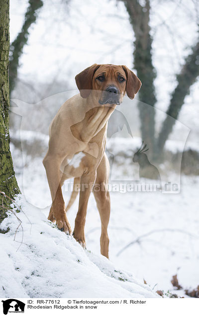 Rhodesian Ridgeback im Schnee / Rhodesian Ridgeback in snow / RR-77612