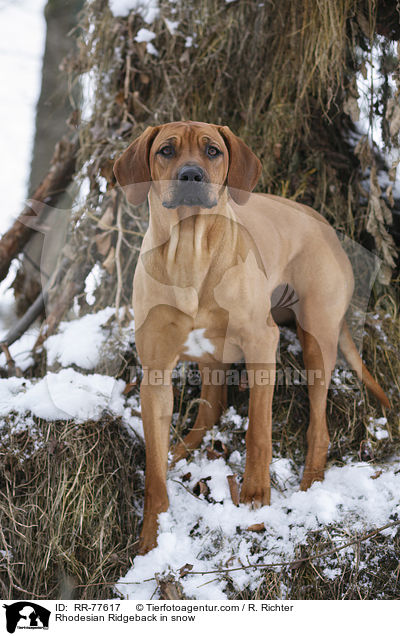 Rhodesian Ridgeback im Schnee / Rhodesian Ridgeback in snow / RR-77617