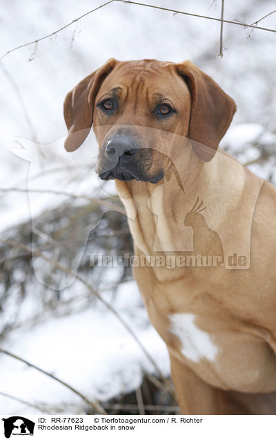 Rhodesian Ridgeback im Schnee / Rhodesian Ridgeback in snow / RR-77623