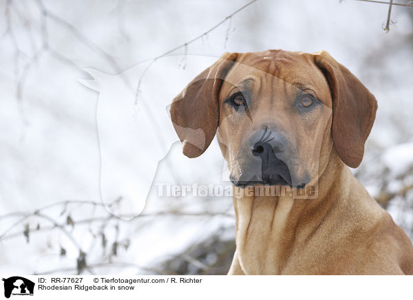 Rhodesian Ridgeback im Schnee / Rhodesian Ridgeback in snow / RR-77627