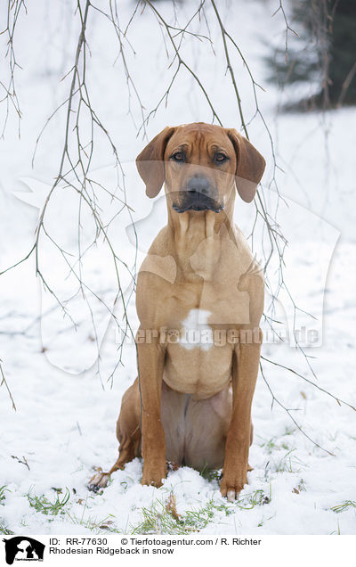 Rhodesian Ridgeback im Schnee / Rhodesian Ridgeback in snow / RR-77630