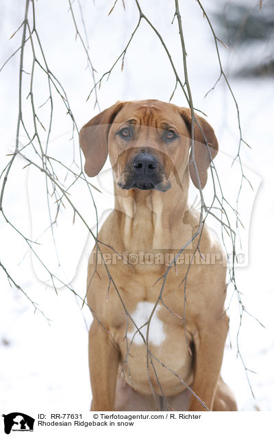 Rhodesian Ridgeback im Schnee / Rhodesian Ridgeback in snow / RR-77631