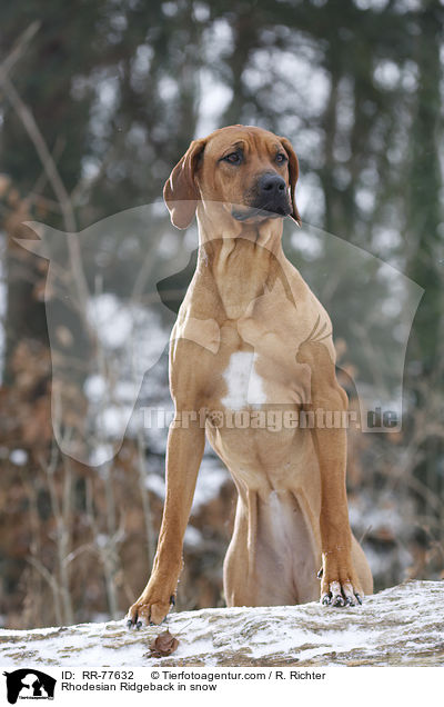 Rhodesian Ridgeback im Schnee / Rhodesian Ridgeback in snow / RR-77632