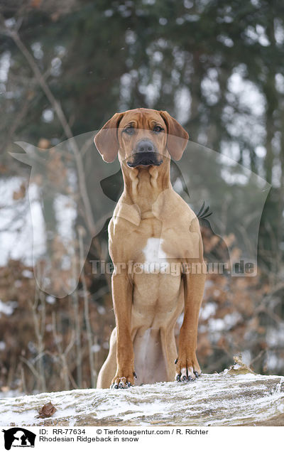 Rhodesian Ridgeback im Schnee / Rhodesian Ridgeback in snow / RR-77634