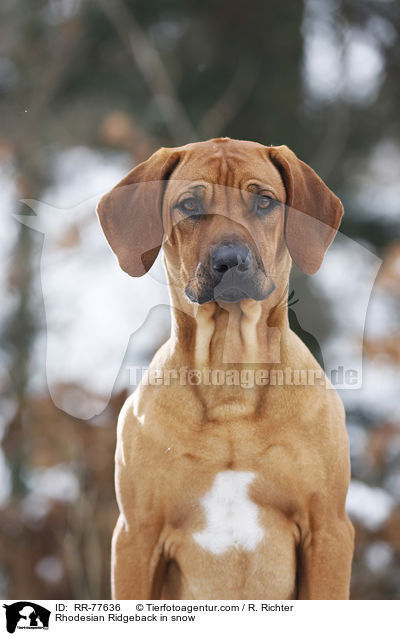 Rhodesian Ridgeback im Schnee / Rhodesian Ridgeback in snow / RR-77636