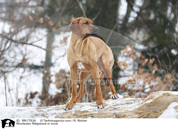 Rhodesian Ridgeback im Schnee / Rhodesian Ridgeback in snow / RR-77638