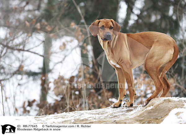 Rhodesian Ridgeback im Schnee / Rhodesian Ridgeback in snow / RR-77645