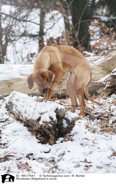 Rhodesian Ridgeback im Schnee / Rhodesian Ridgeback in snow / RR-77647