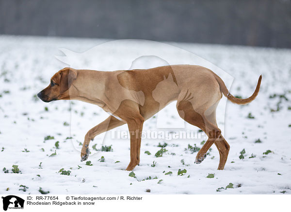 Rhodesian Ridgeback im Schnee / Rhodesian Ridgeback in snow / RR-77654