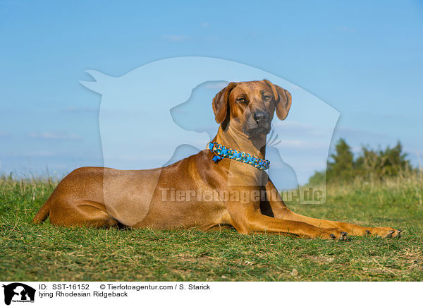 liegender Rhodesian Ridgeback / lying Rhodesian Ridgeback / SST-16152