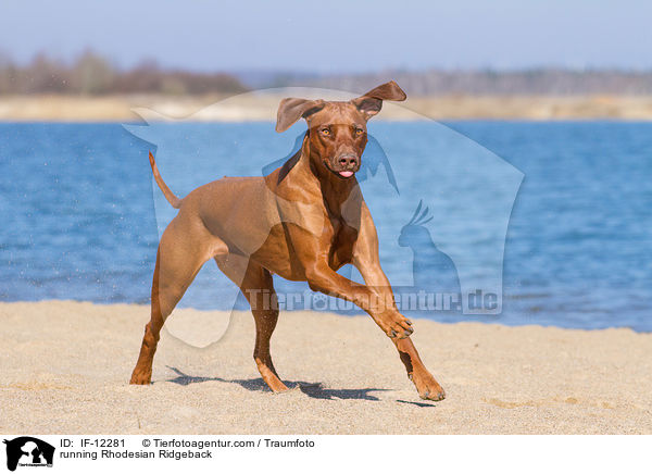 rennender Rhodesian Ridgeback / running Rhodesian Ridgeback / IF-12281