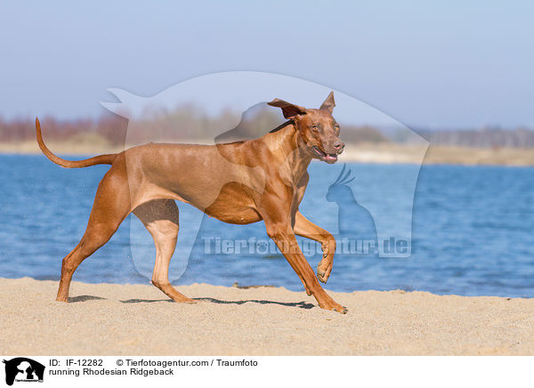 rennender Rhodesian Ridgeback / running Rhodesian Ridgeback / IF-12282