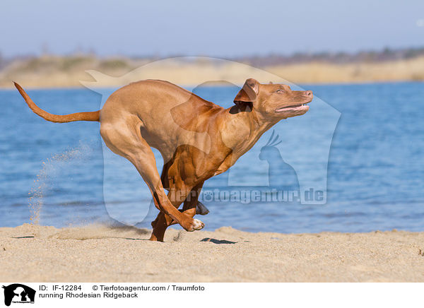 rennender Rhodesian Ridgeback / running Rhodesian Ridgeback / IF-12284