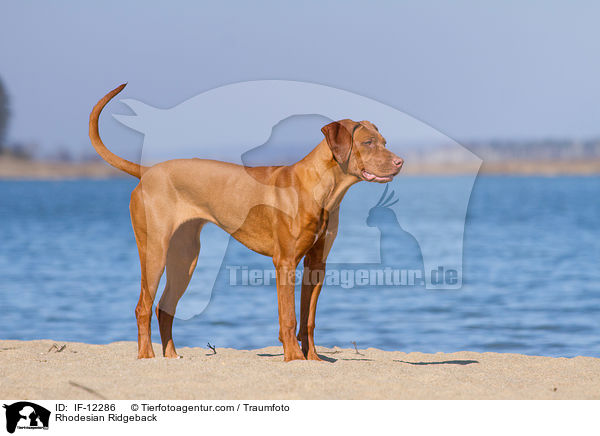 Rhodesian Ridgeback / Rhodesian Ridgeback / IF-12286