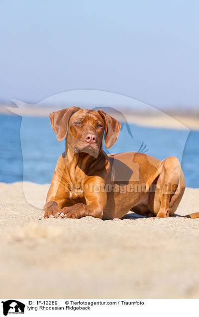 liegender Rhodesian Ridgeback / lying Rhodesian Ridgeback / IF-12289