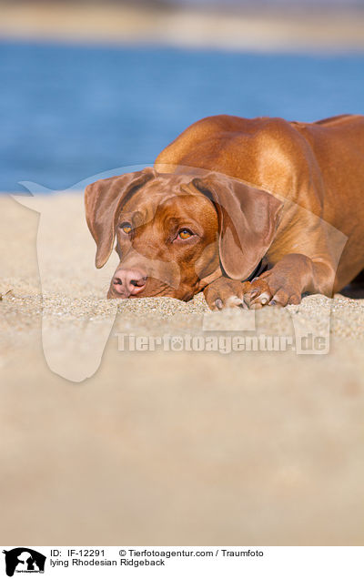 liegender Rhodesian Ridgeback / lying Rhodesian Ridgeback / IF-12291