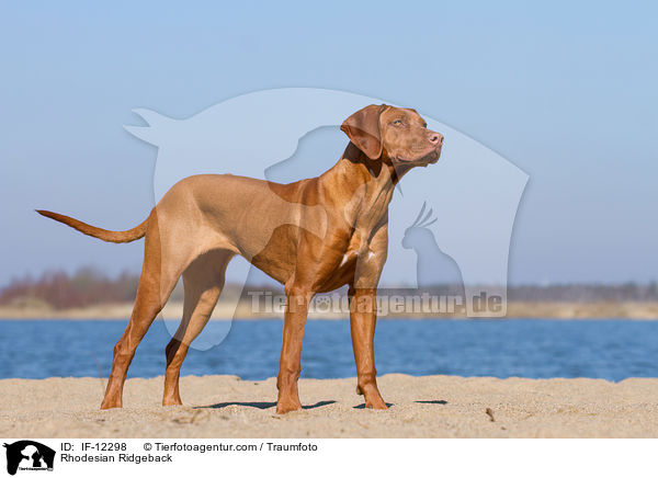 Rhodesian Ridgeback / Rhodesian Ridgeback / IF-12298