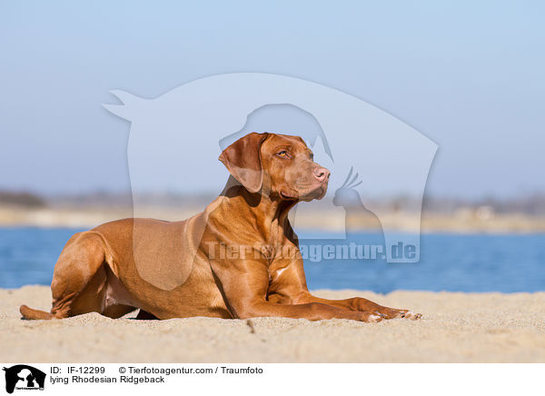 liegender Rhodesian Ridgeback / lying Rhodesian Ridgeback / IF-12299