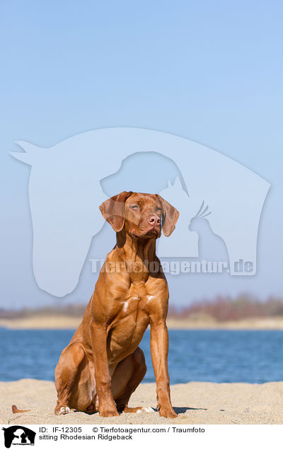 sitzender Rhodesian Ridgeback / sitting Rhodesian Ridgeback / IF-12305