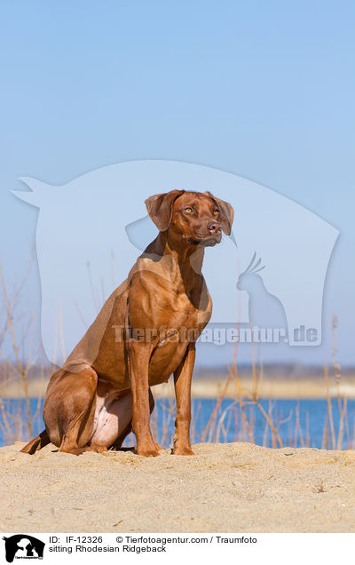 sitzender Rhodesian Ridgeback / sitting Rhodesian Ridgeback / IF-12326