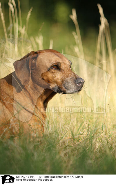 liegender Rhodesian Ridgeback / lying Rhodesian Ridgeback / KL-17101