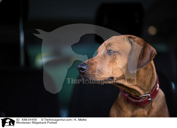 Rhodesian Ridgeback Portrait / Rhodesian Ridgeback Portrait / KMI-04456