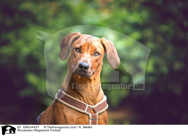 Rhodesian Ridgeback Portrait / Rhodesian Ridgeback Portrait / KMI-04457