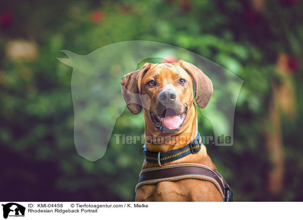 Rhodesian Ridgeback Portrait / Rhodesian Ridgeback Portrait / KMI-04458