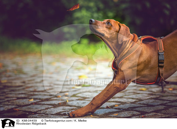 Rhodesian Ridgeback / Rhodesian Ridgeback / KMI-04459