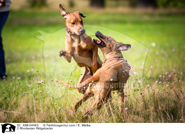 2 Rhodesian Ridgebacks / 2 Rhodesian Ridgebacks / KMI-04463