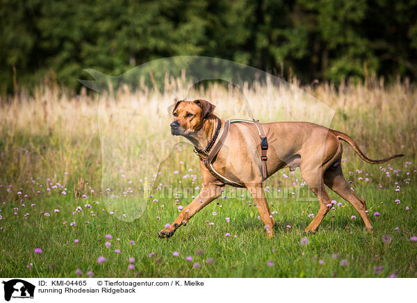 rennender Rhodesian Ridgeback / running Rhodesian Ridgeback / KMI-04465