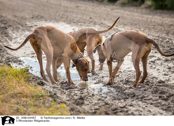 3 Rhodesian Ridgebacks / 3 Rhodesian Ridgebacks / KMI-04467