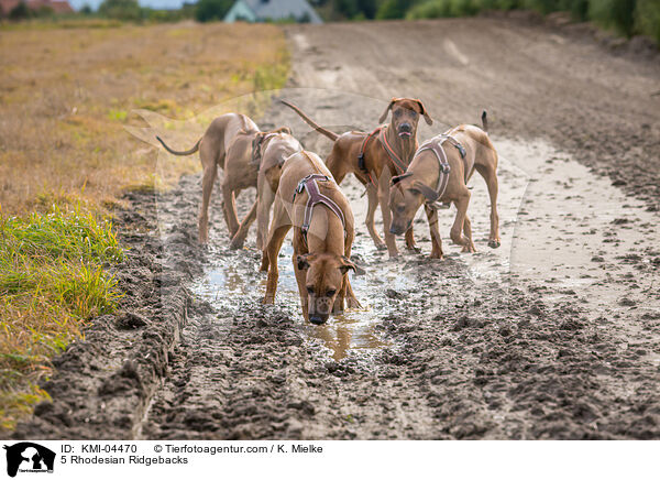 5 Rhodesian Ridgebacks / 5 Rhodesian Ridgebacks / KMI-04470