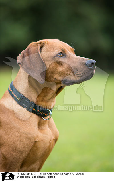 Rhodesian Ridgeback Portrait / Rhodesian Ridgeback Portrait / KMI-04472