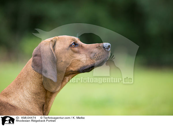 Rhodesian Ridgeback Portrait / Rhodesian Ridgeback Portrait / KMI-04474