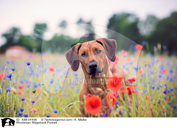 Rhodesian Ridgeback Portrait / Rhodesian Ridgeback Portrait / KMI-04496