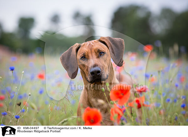 Rhodesian Ridgeback Portrait / Rhodesian Ridgeback Portrait / KMI-04497