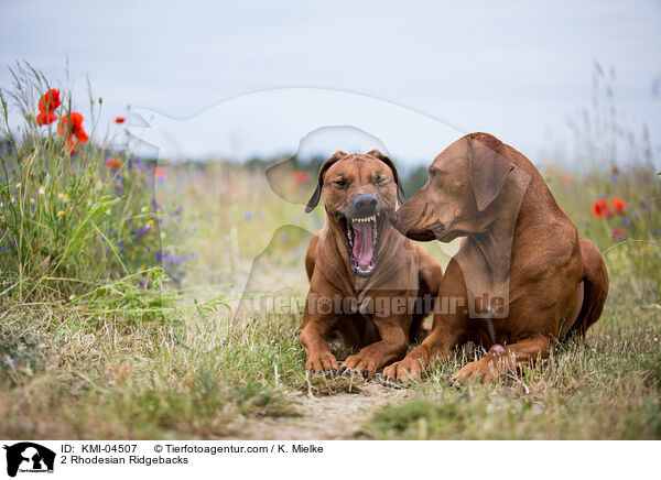 2 Rhodesian Ridgebacks / 2 Rhodesian Ridgebacks / KMI-04507