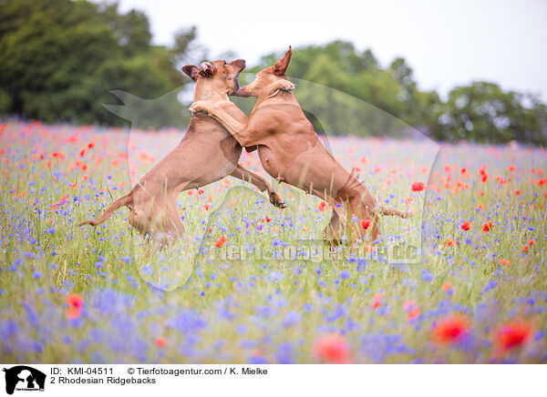 2 Rhodesian Ridgebacks / 2 Rhodesian Ridgebacks / KMI-04511