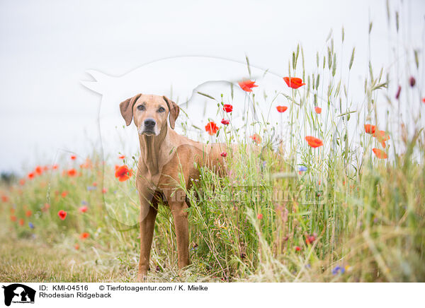 Rhodesian Ridgeback / Rhodesian Ridgeback / KMI-04516